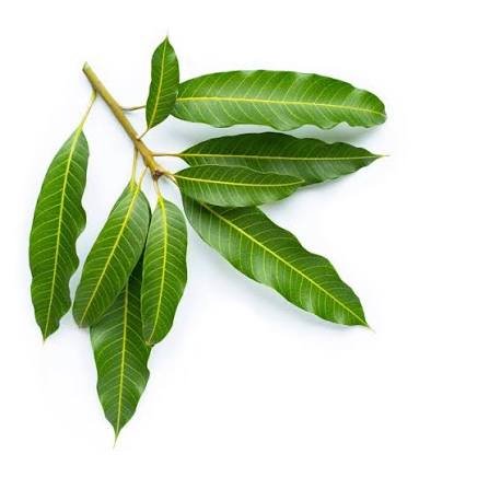Mango Leaves